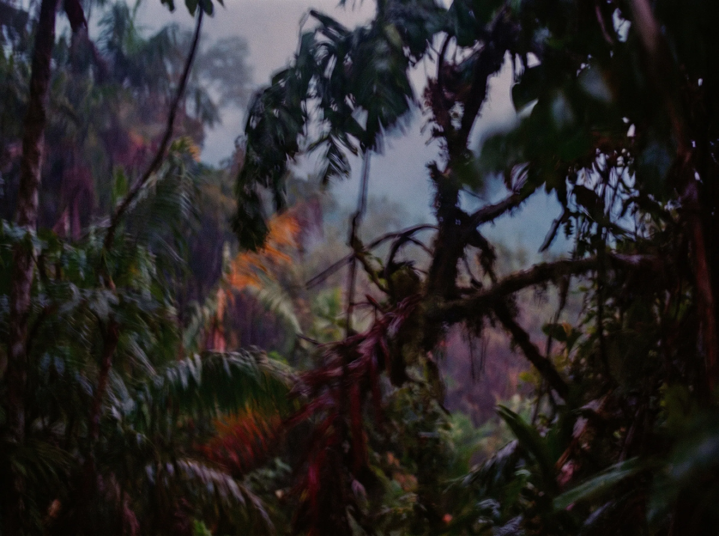 Soft, dark tropical foliage seen through a blurred window.